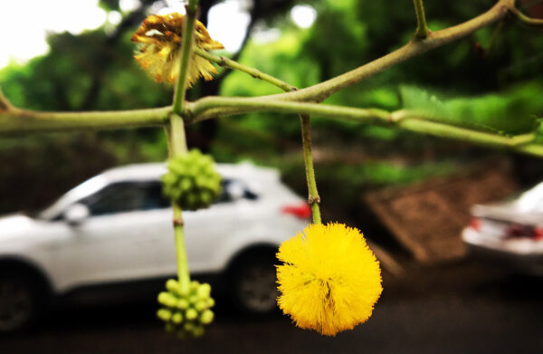 Tree Buds and Car